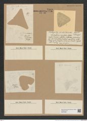 Triceratium cariosum Castr. (de-Toni-Nr.: Genus 140, Species 3821) Zeichnungen Sammlung Grunow Nr. 7319 (NHMW-BOT-W0376359)